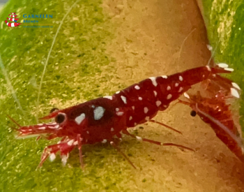 Set 10 x Caridina Trimaculata Galaxy Garnelen